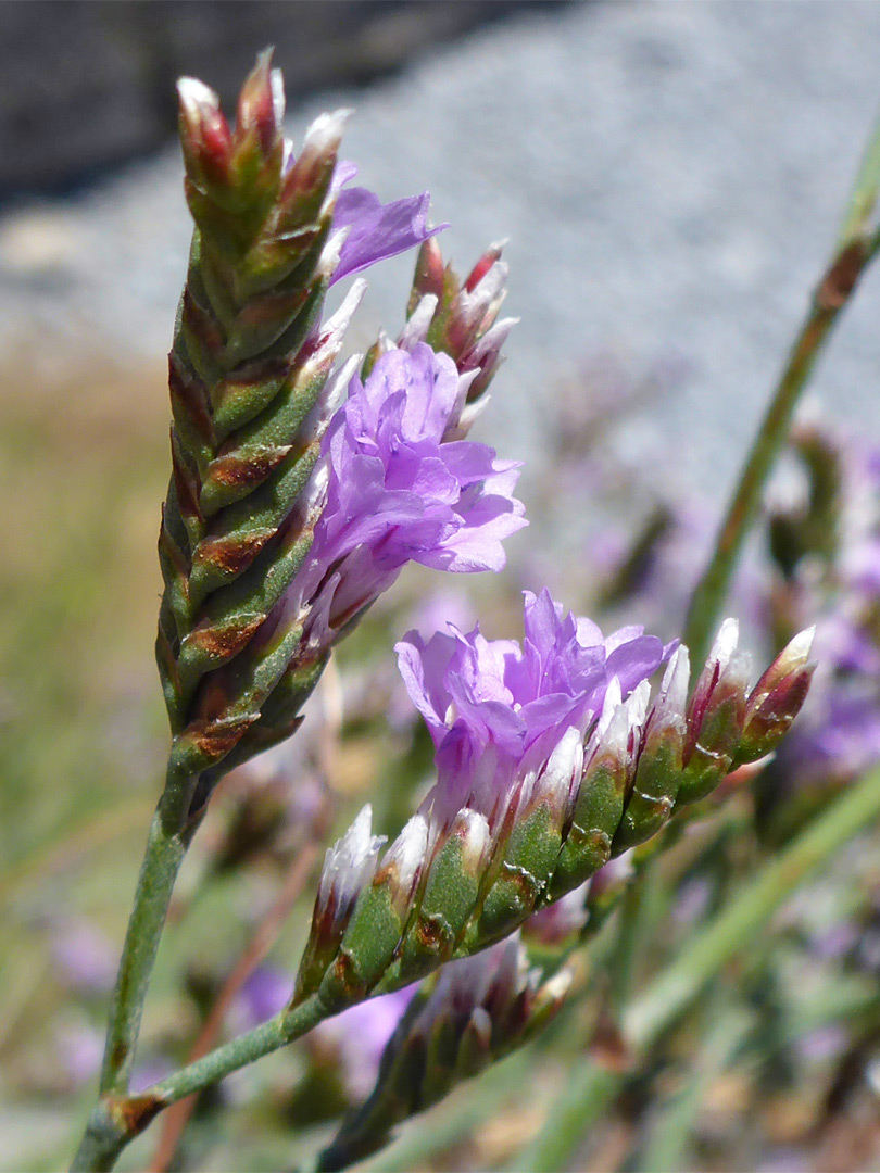 Sea lavender