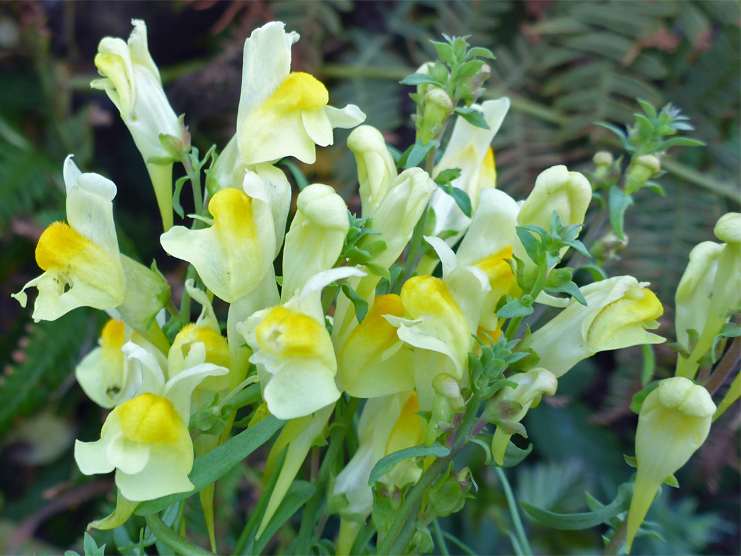 Yellow toadflax