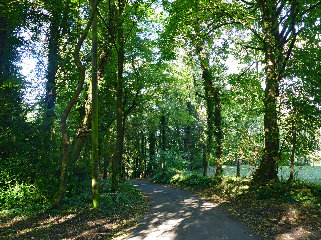 Trees and shadows