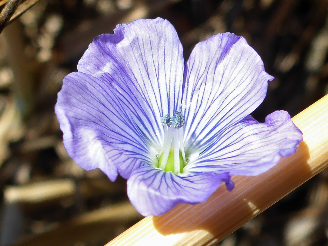 Pale flax