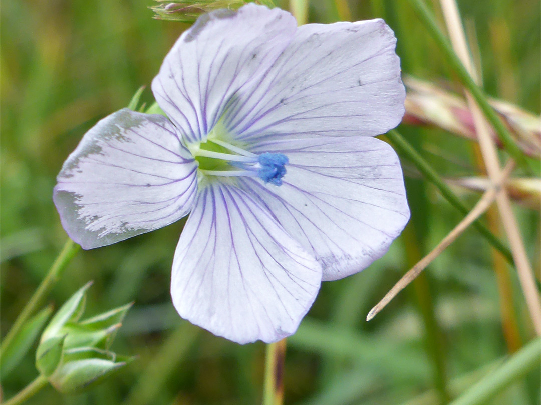 Veined petals