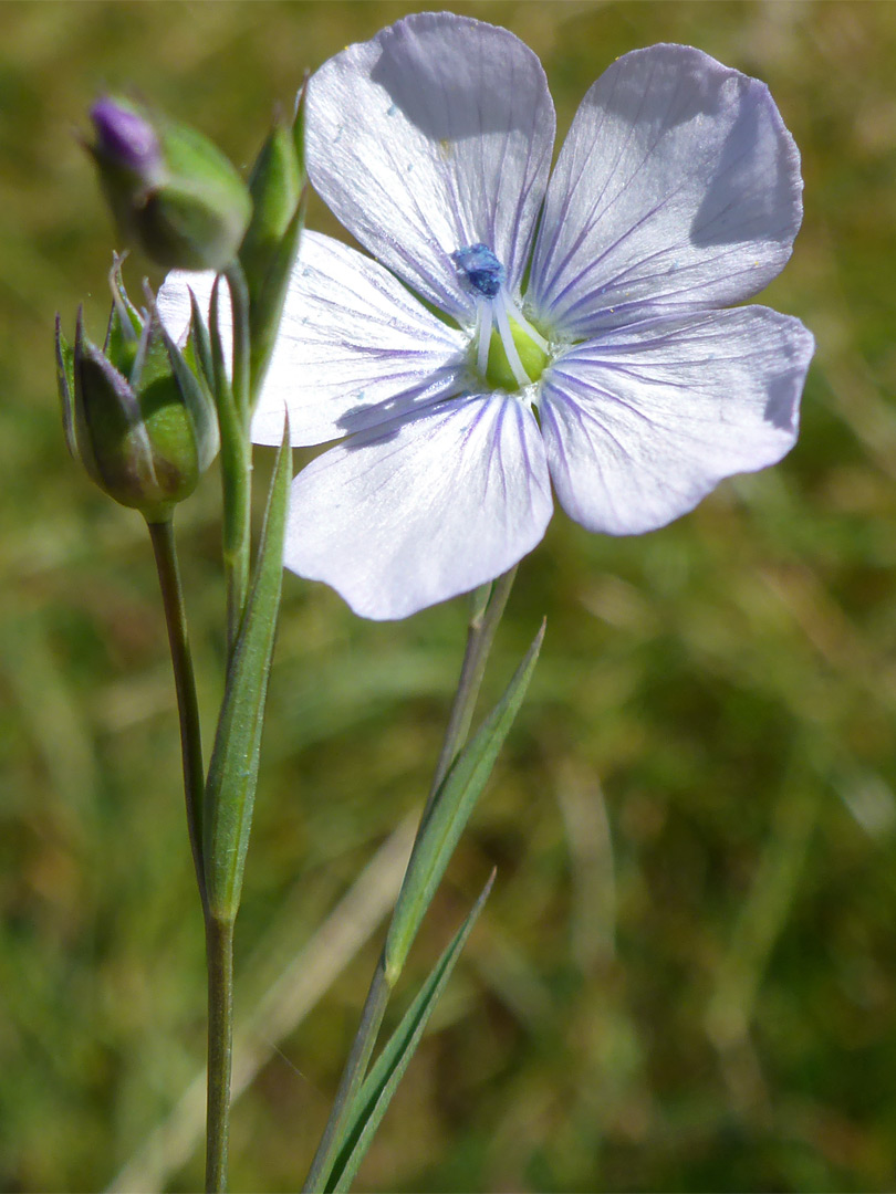 Pale flax