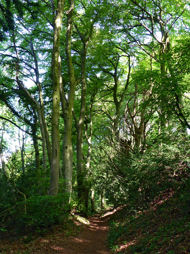 Path to the reserve