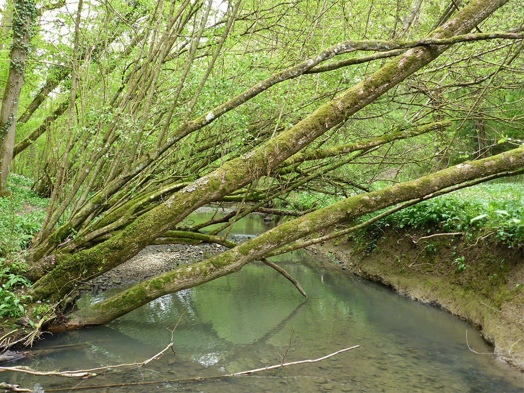 Leaning trees