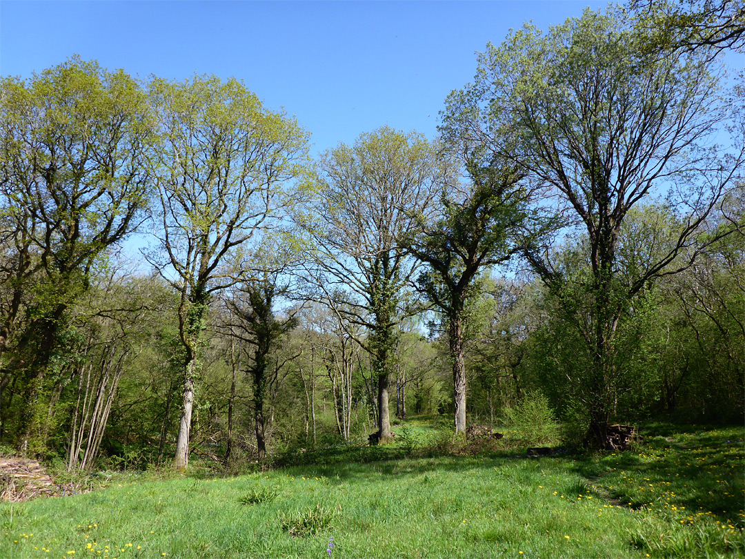 Littley Lower Trench