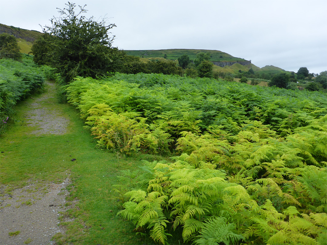 Ferns