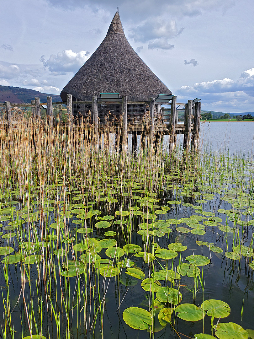 Lily pads