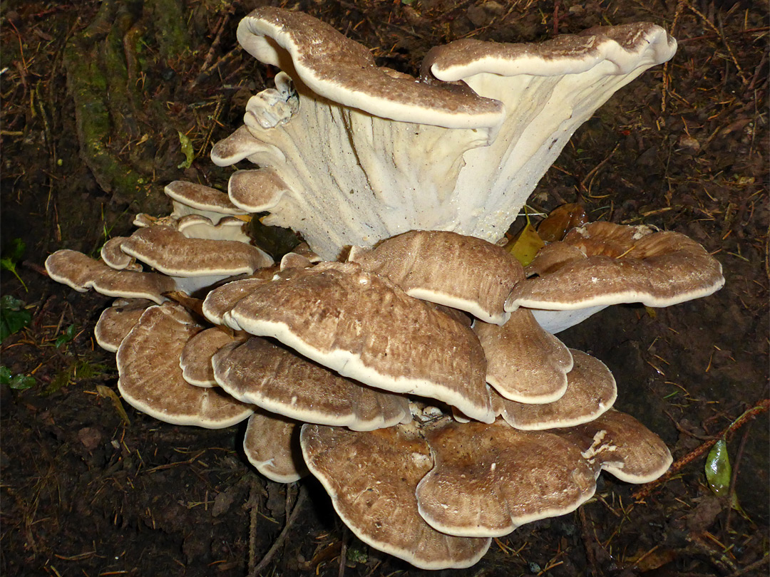 Giant polypore