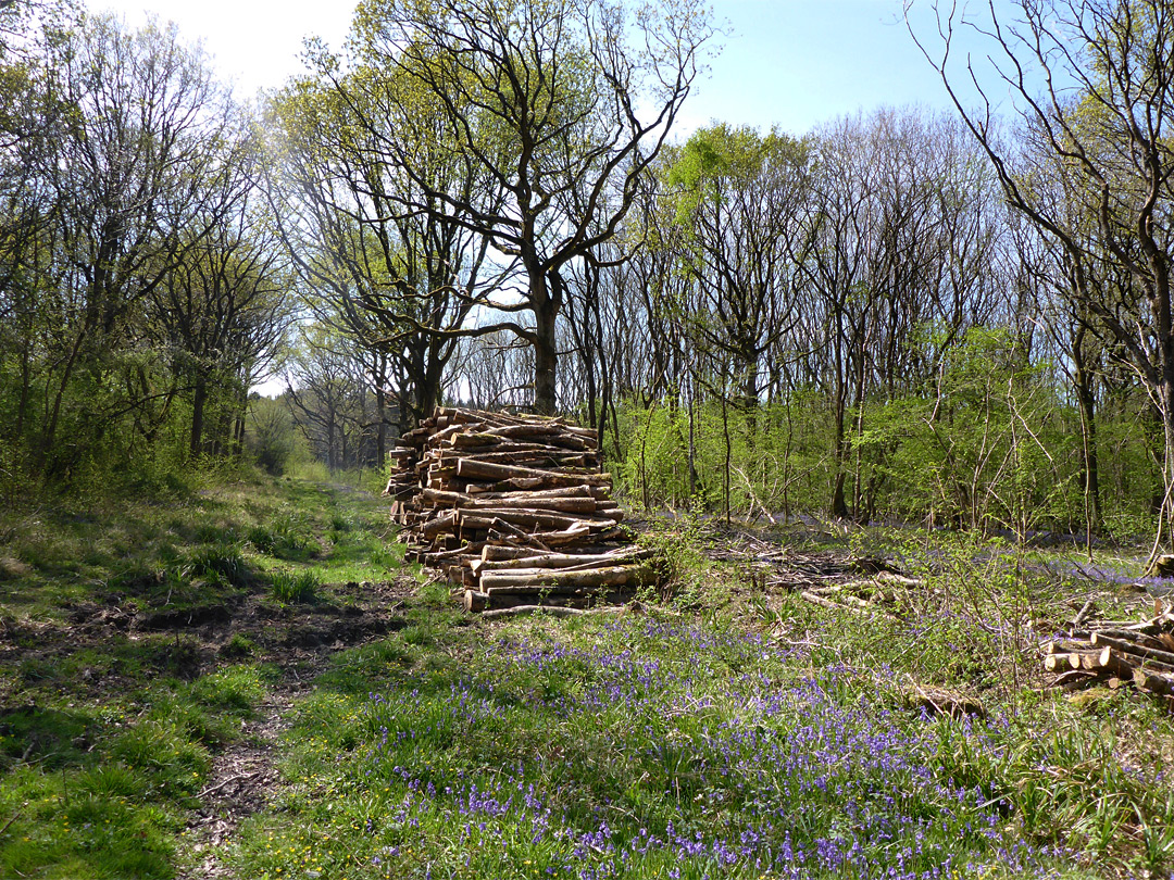 Woodpile