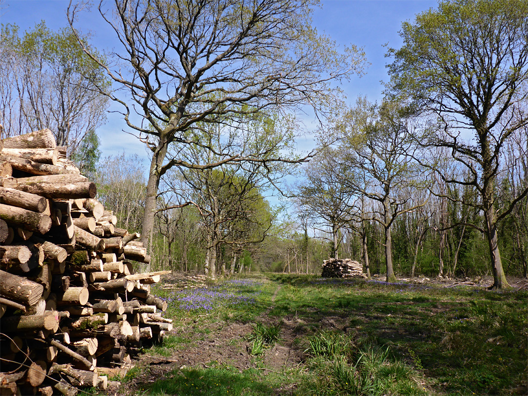 Logs beside Long Trench