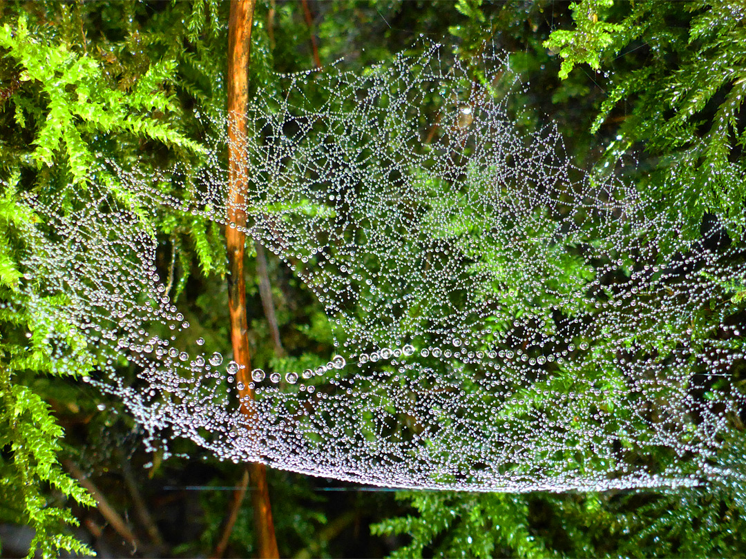 Cobweb