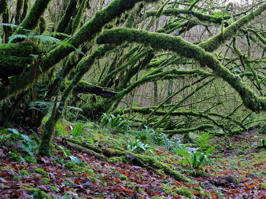 Mossy branches