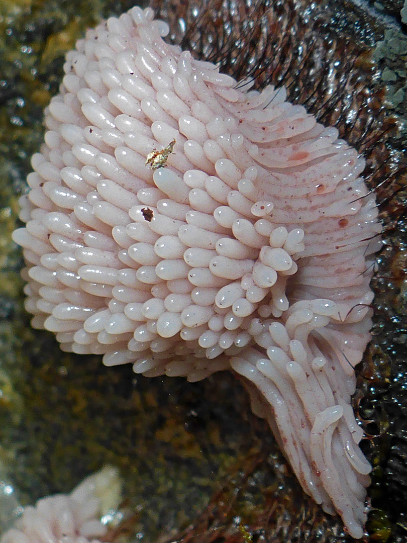 Slime mold