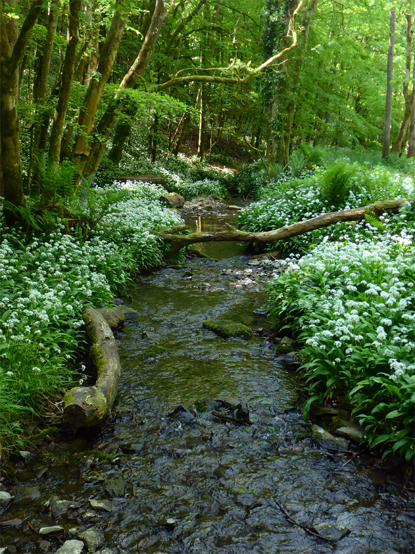 Logs by the stream