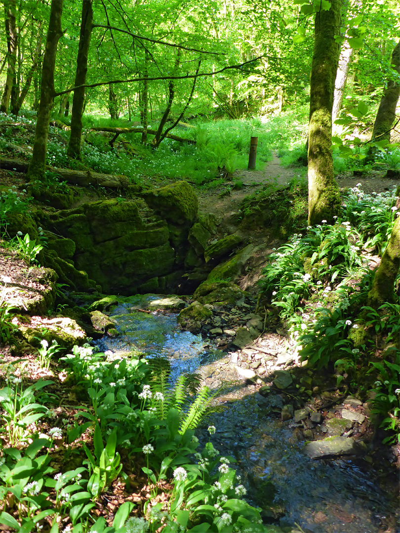 Sink hole, in summer