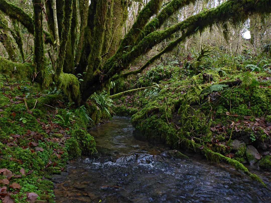 Tree by the stream