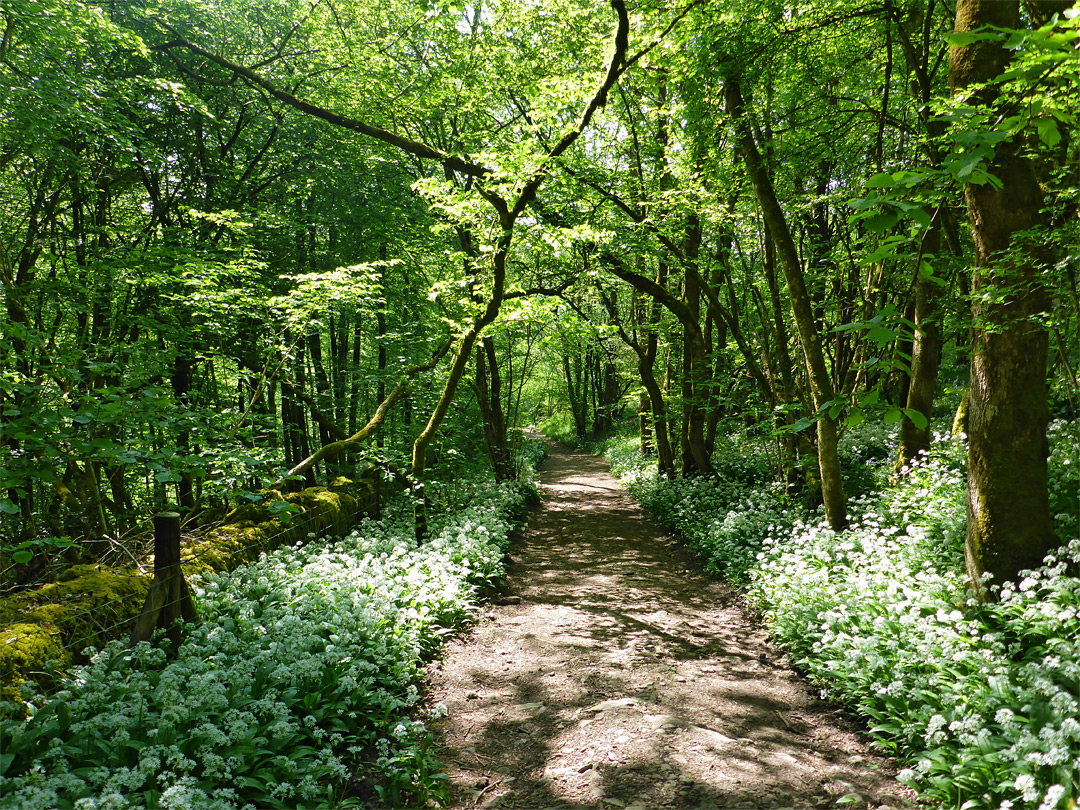 Wild garlic