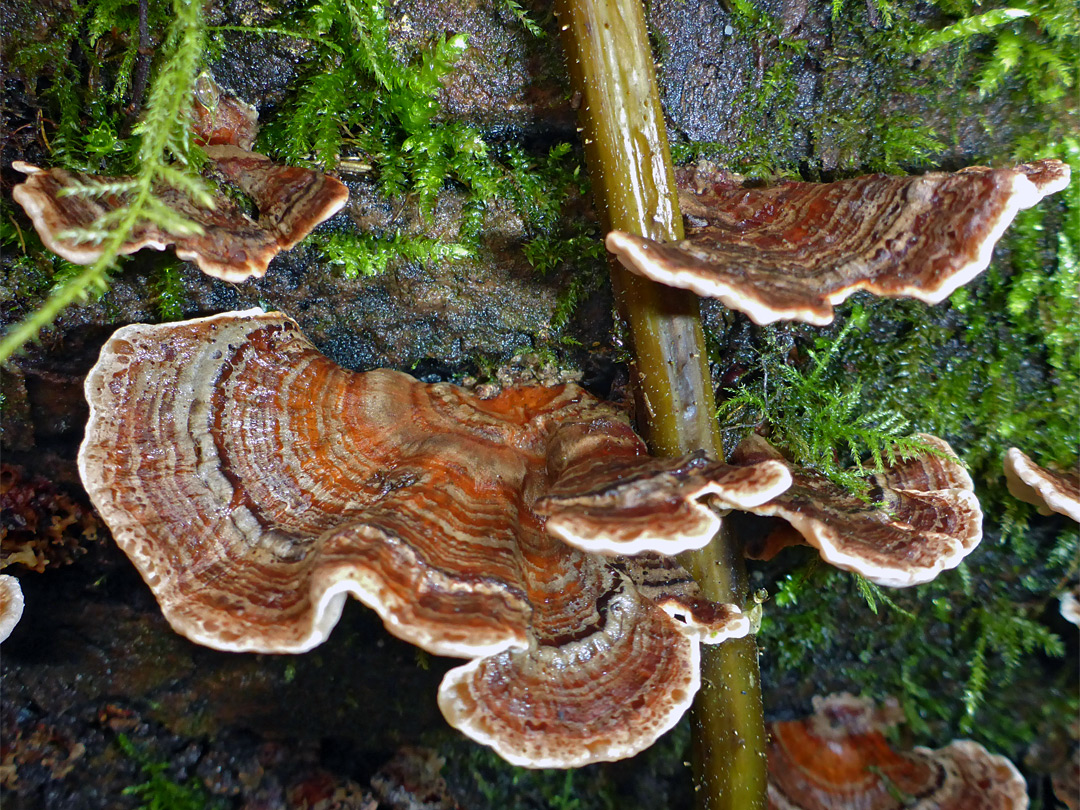 Turkey tail