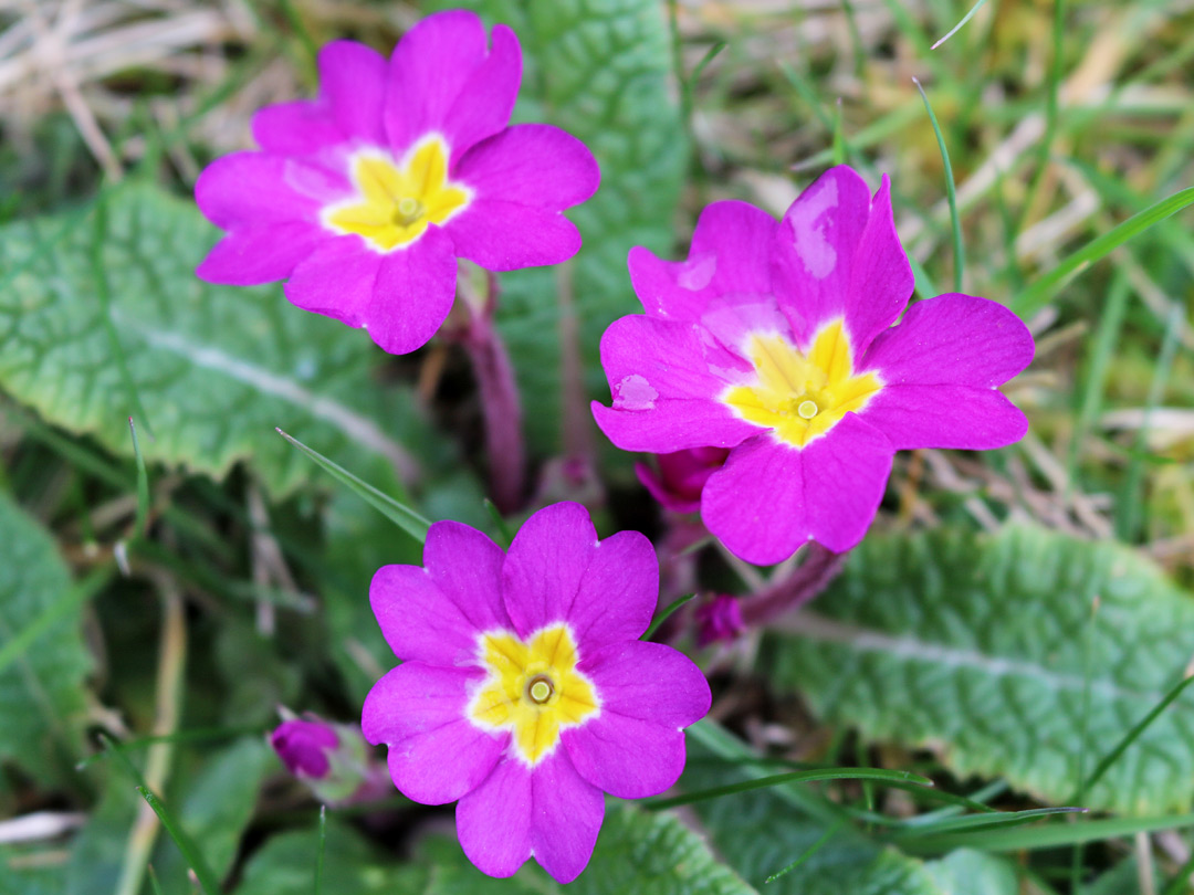 Purple primrose