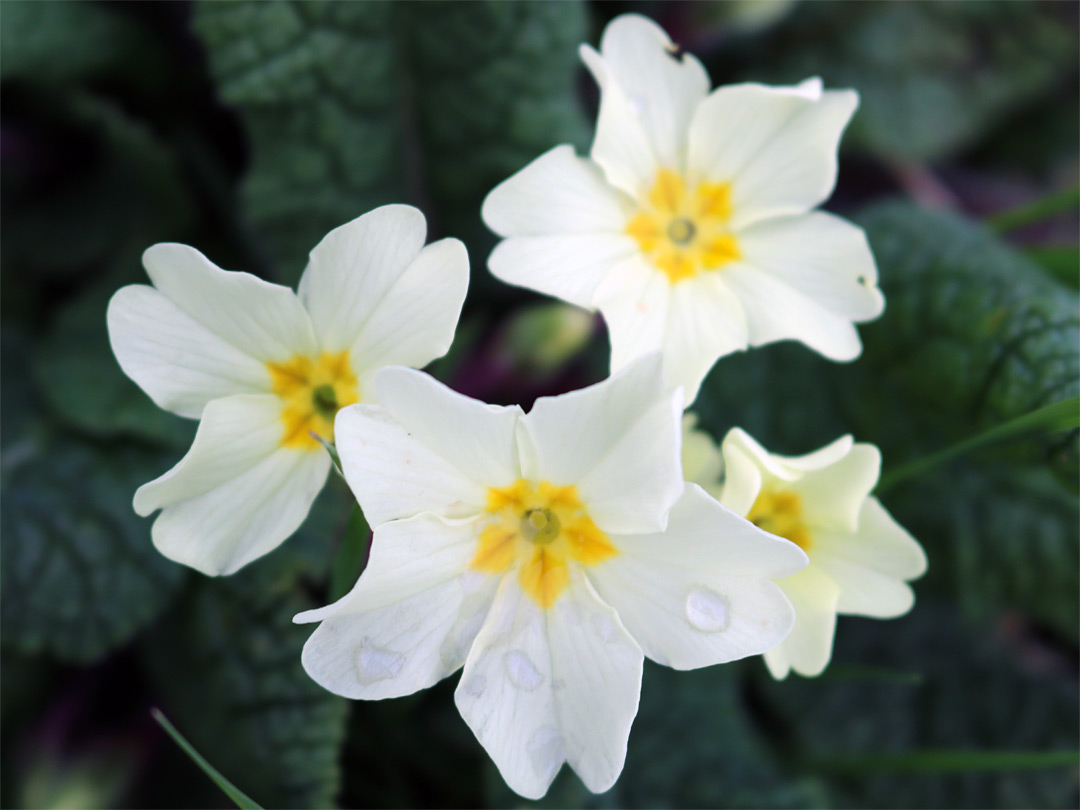 White primrose