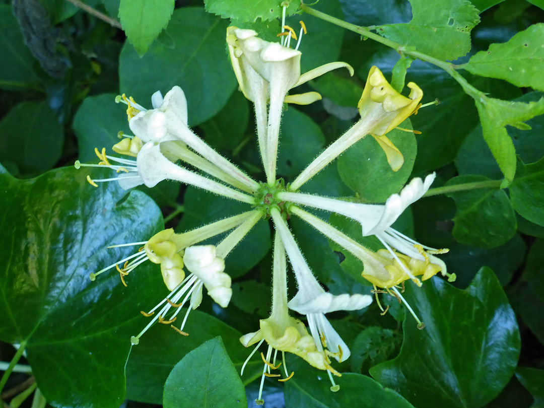 Spherical flower cluster