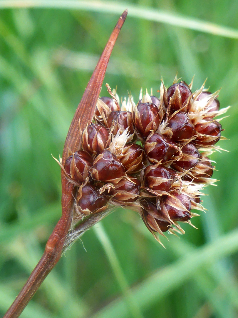 Heath wood-rush