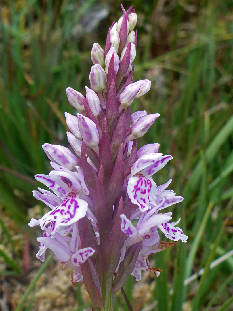 Southern marsh orchid