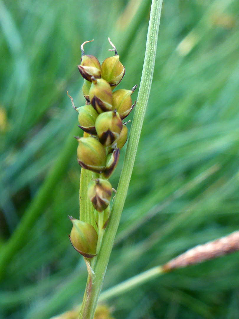 Spring sedge