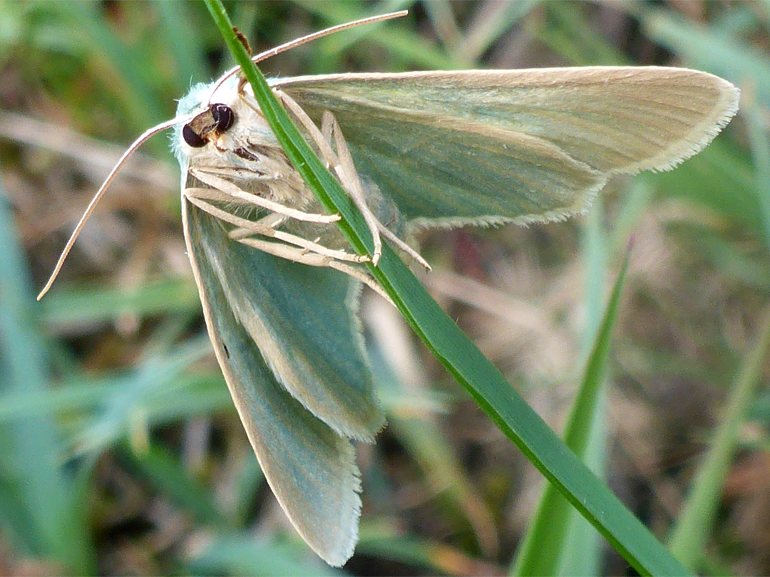 Wave moth