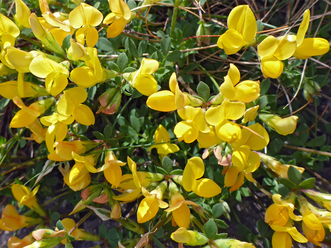 Small yellow flowers