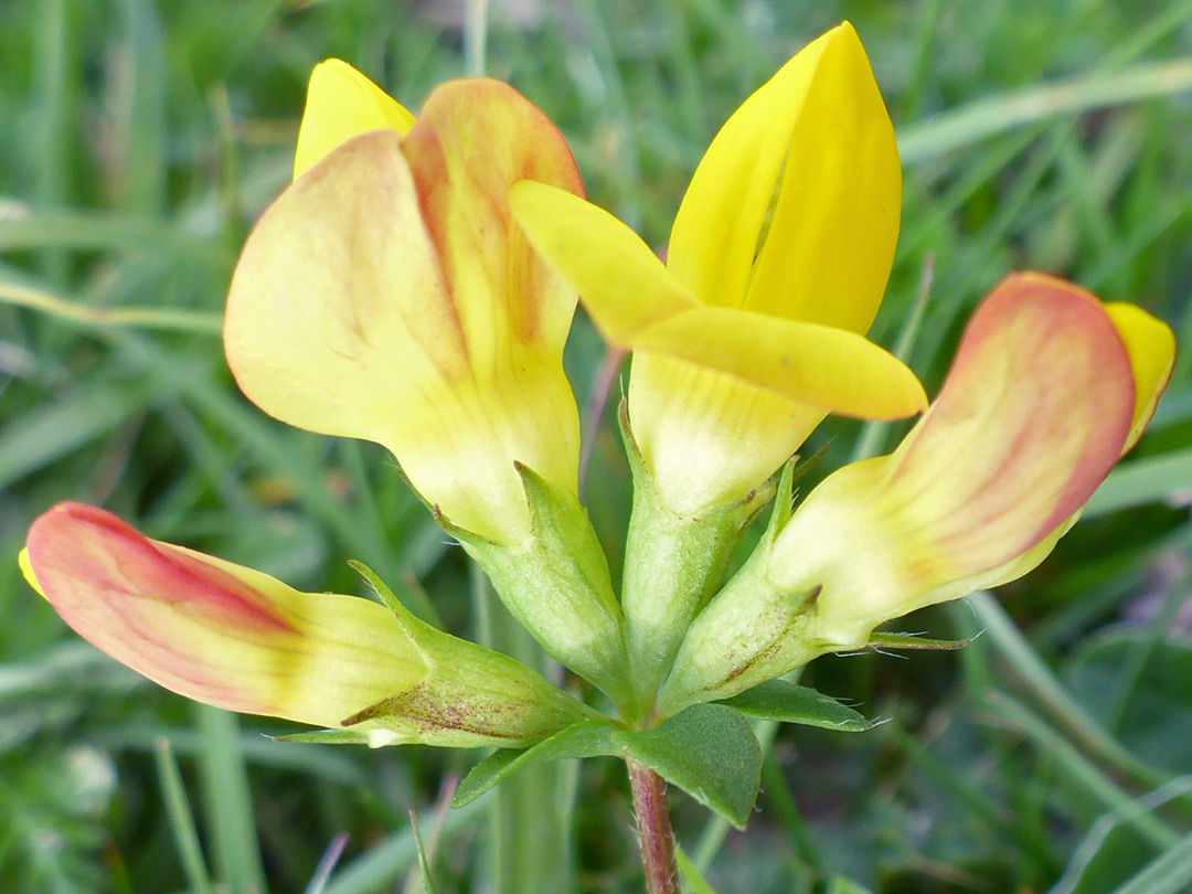 Four reddish yellow flowers