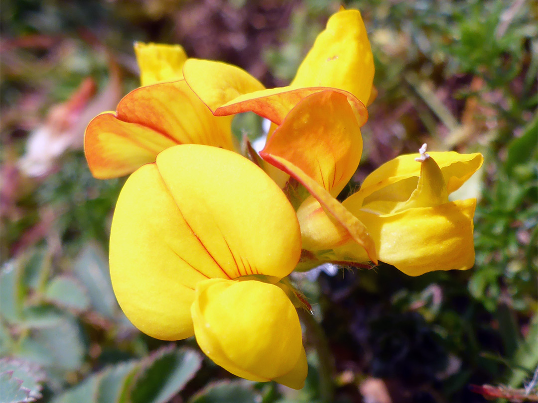 Bird's-foot trefoil