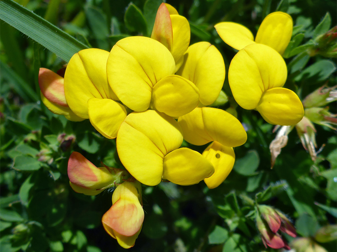 Flower cluster