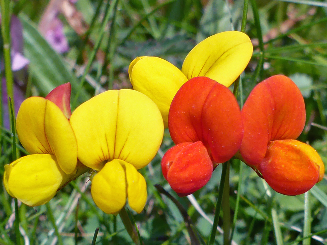 Bird's-foot trefoil