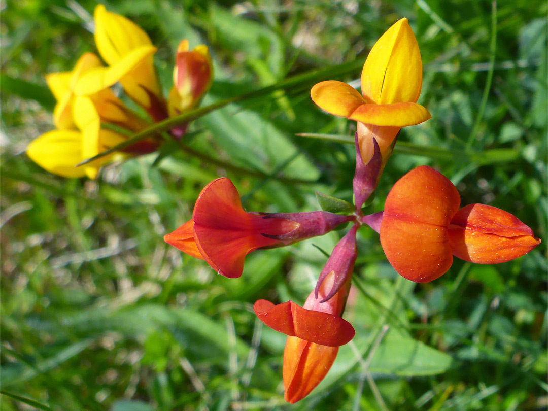 Bird's foot trefoil