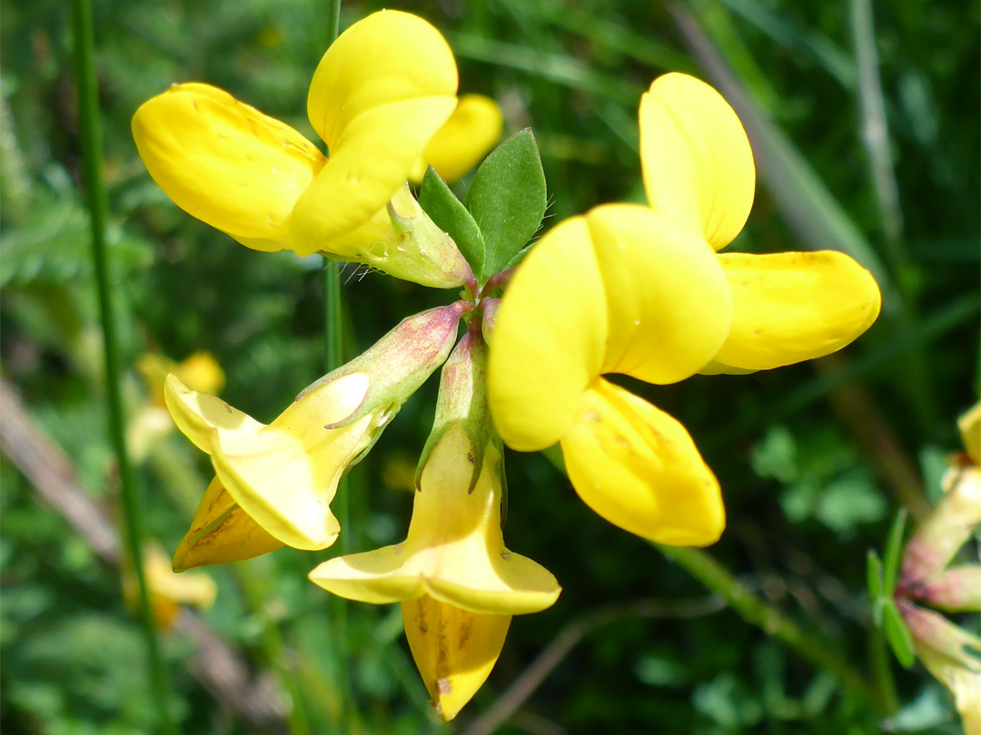 Common bird's-foot trefoil