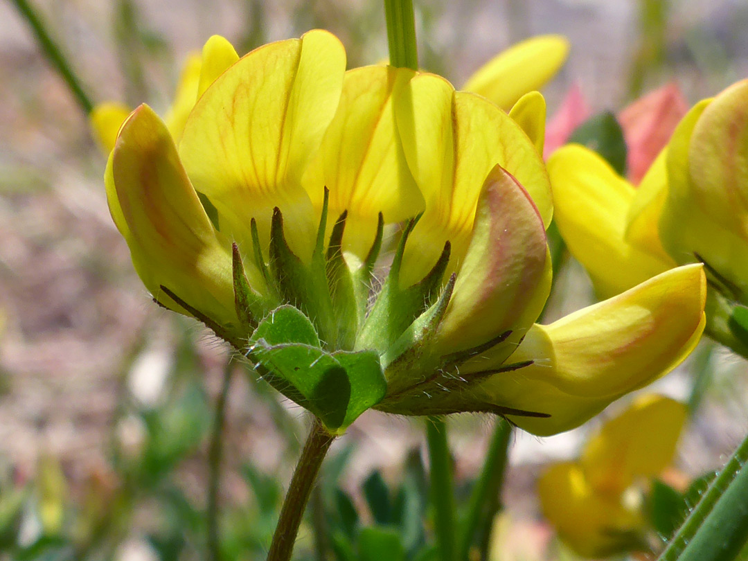 Hairy calyces