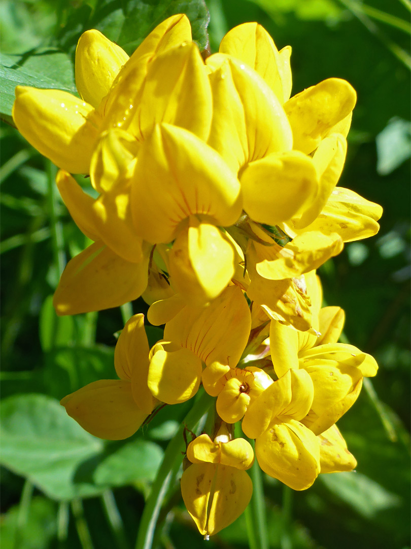 Greater bird's-foot trefoil