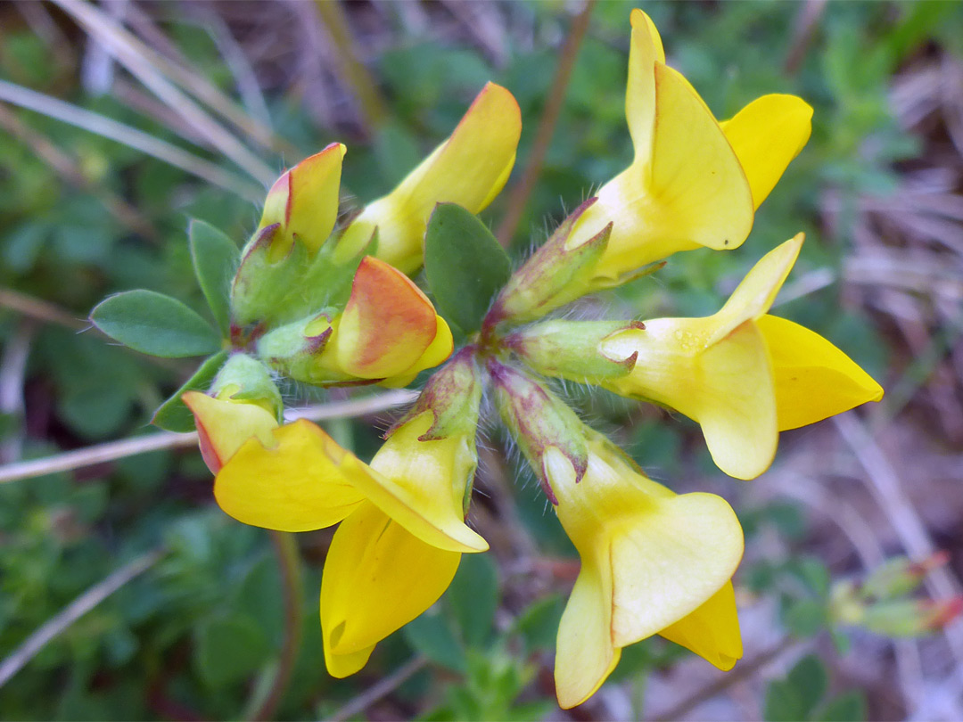 Two flower clusters