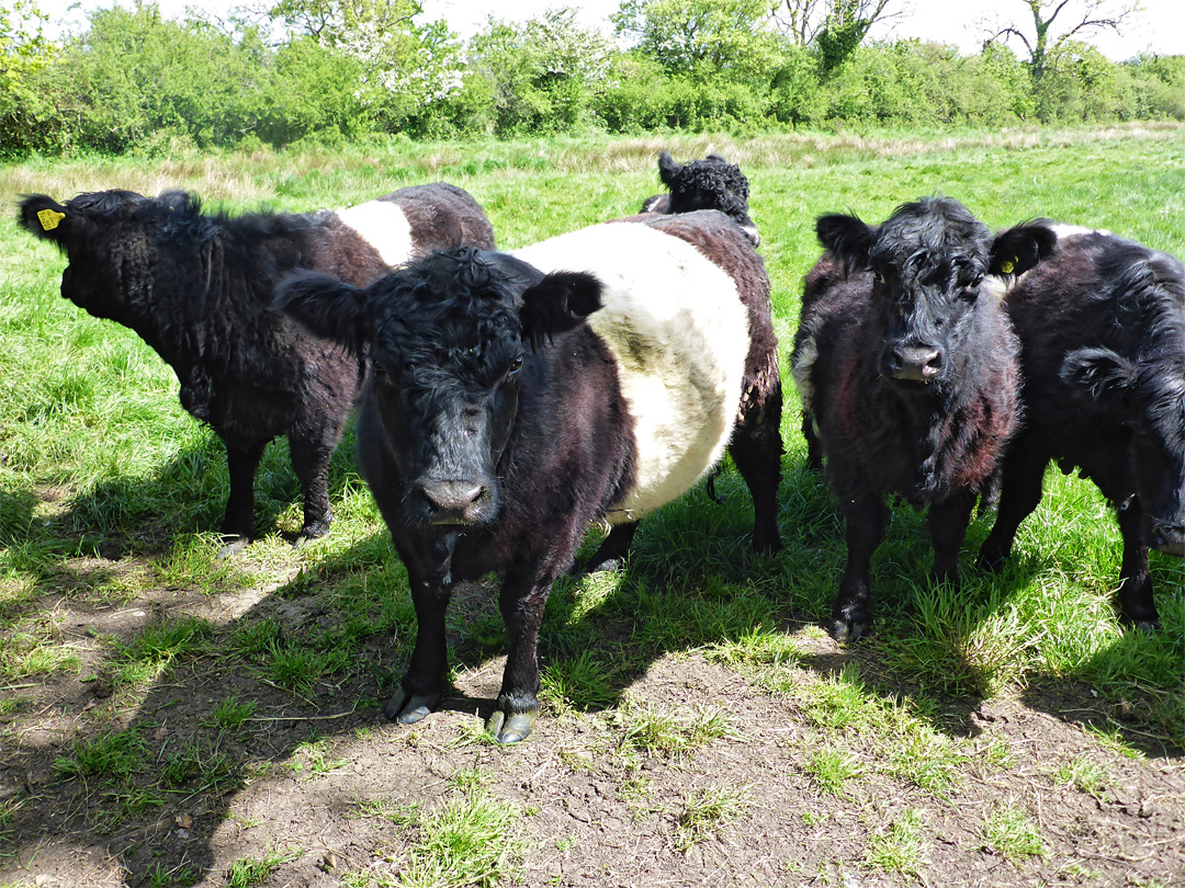 Belted galloway cattle