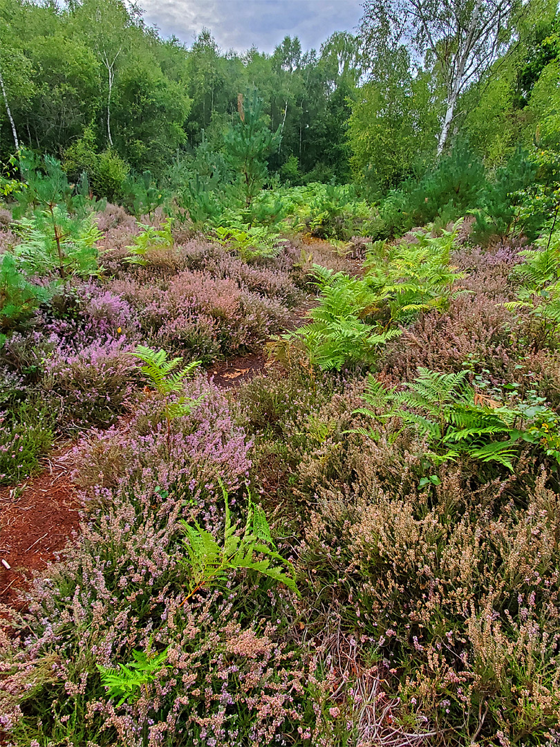 Heather beside a path