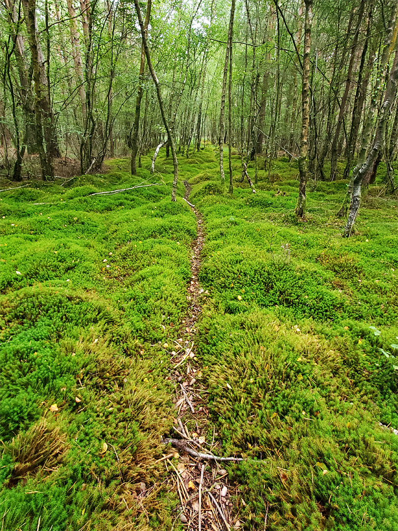 Mossy path