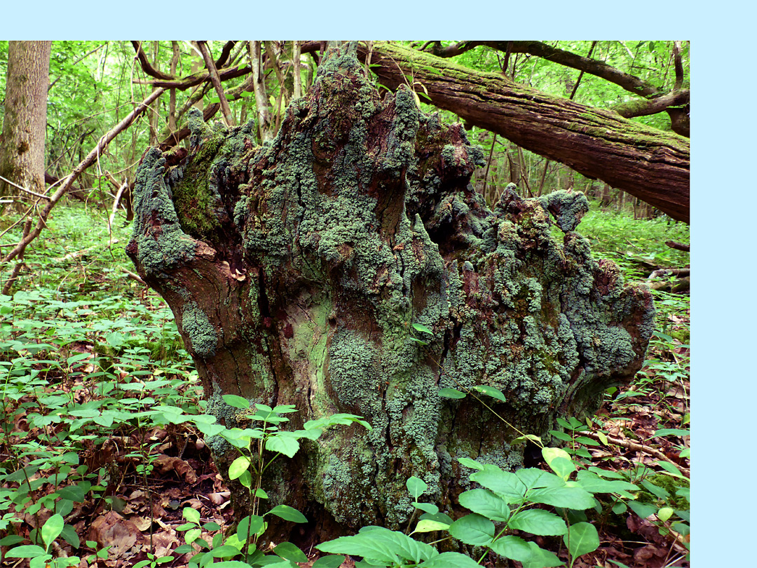 Lichen-covered stump