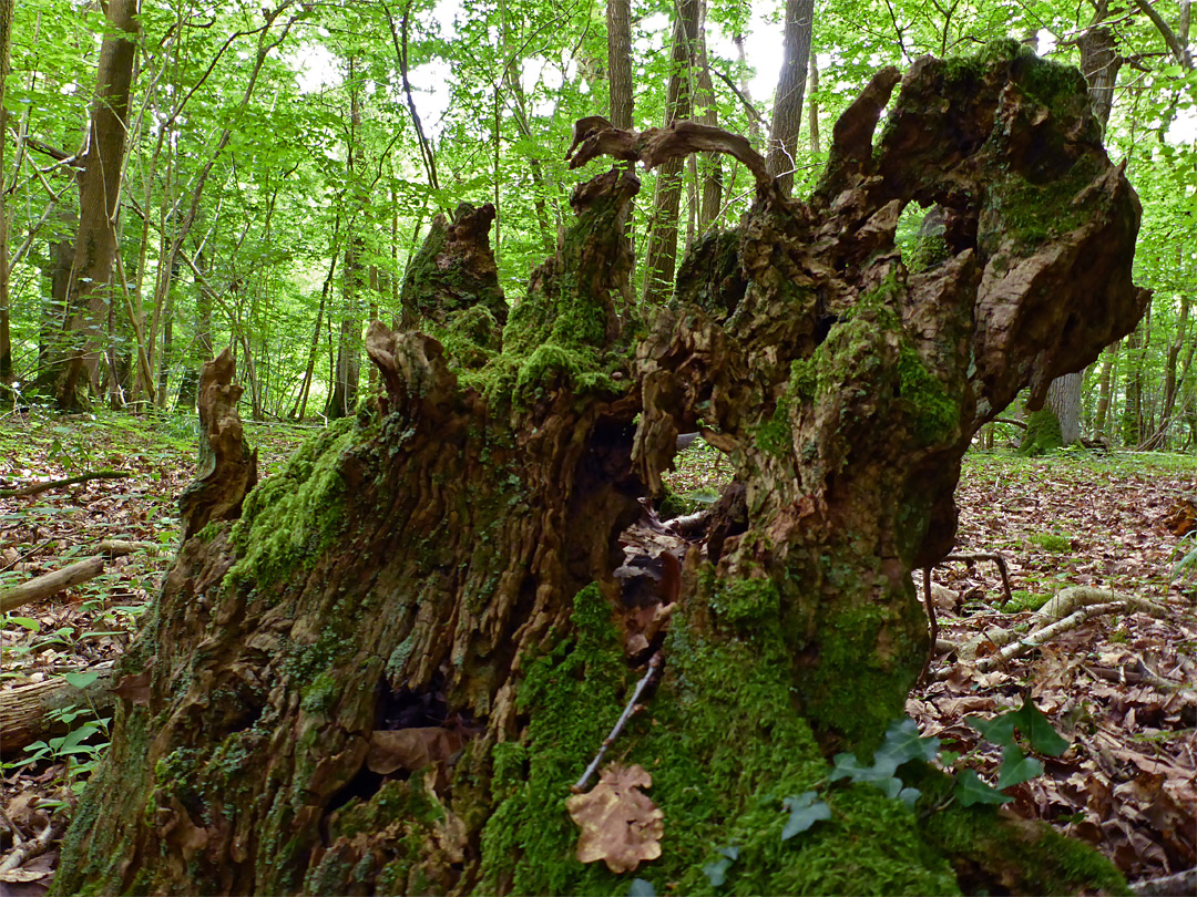 Mossy stump