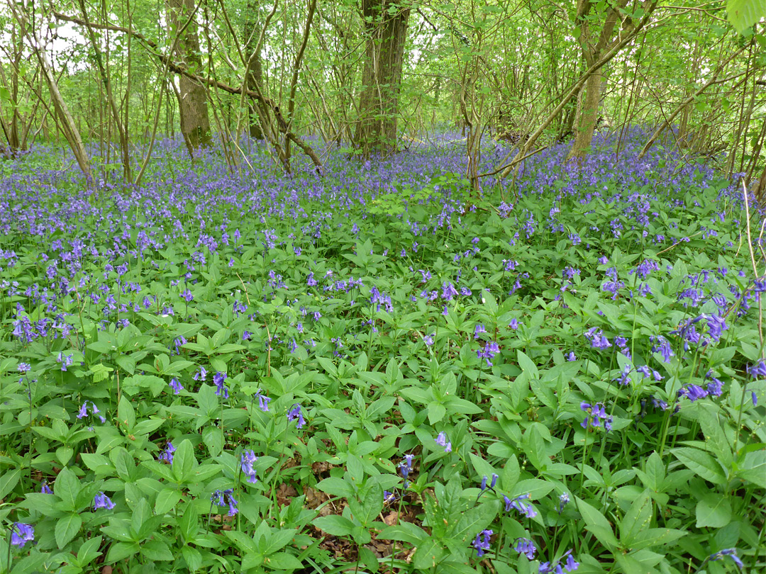 Bluebells