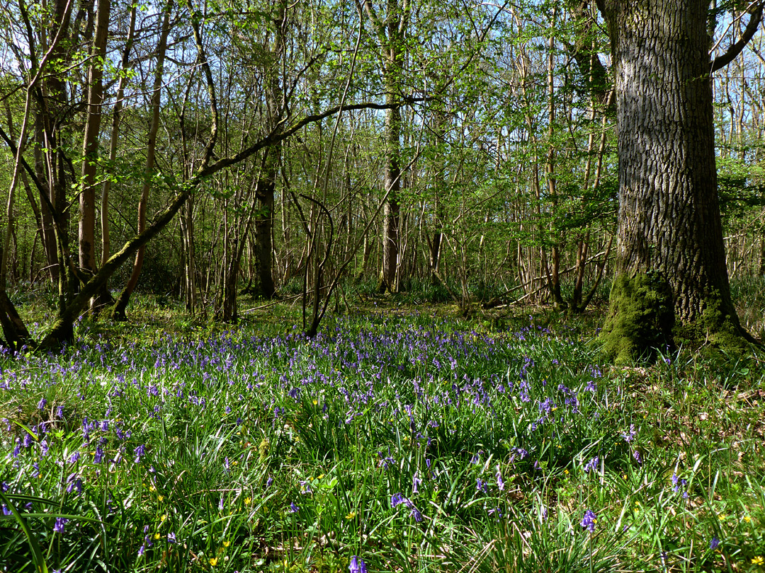 Bluebells and trees