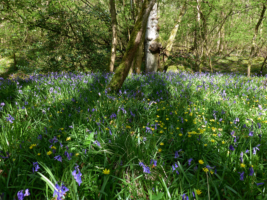 Celandines and bluebells