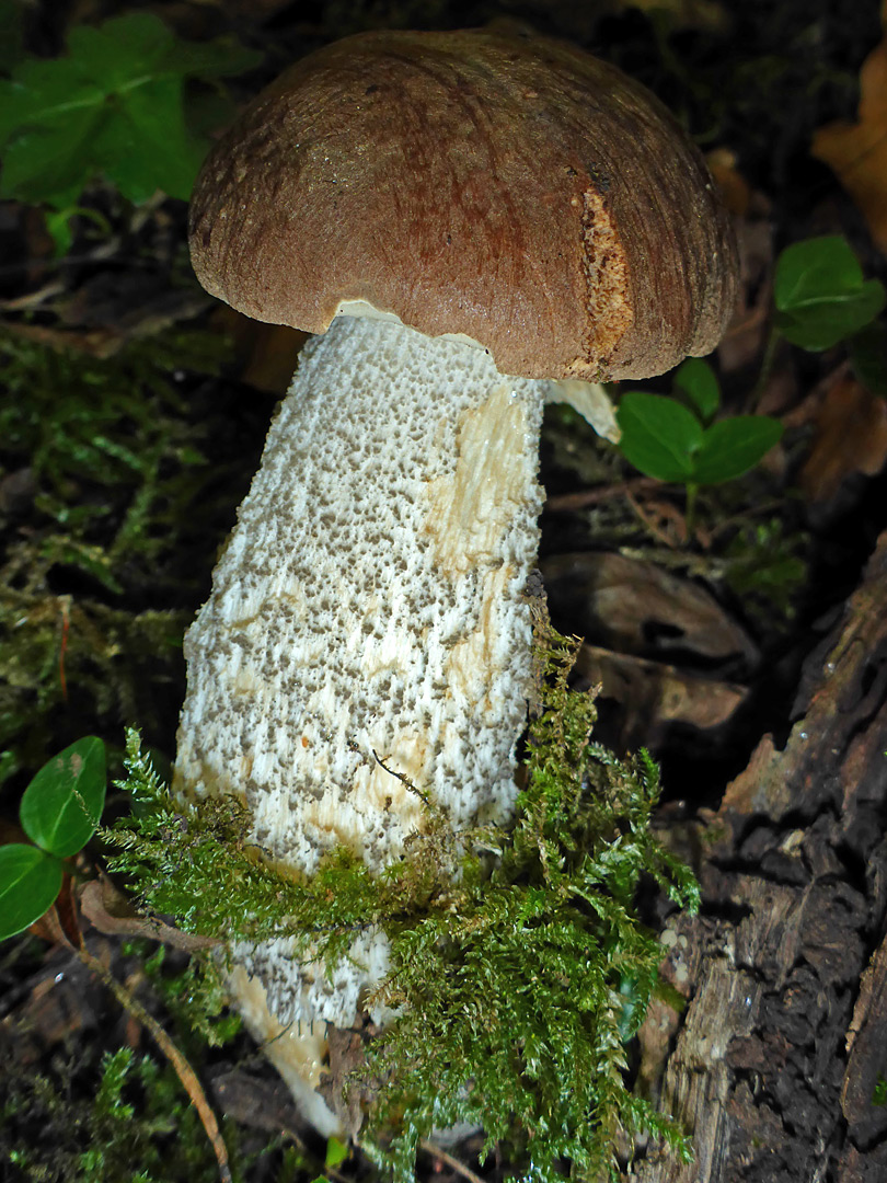 Brown birch bolete