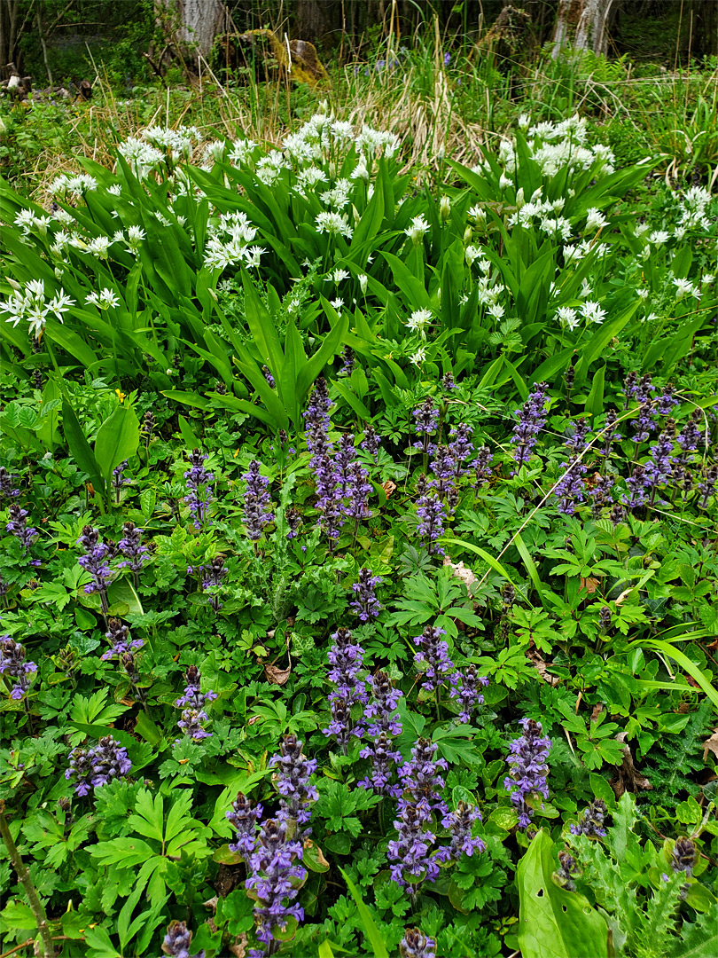 Bugle and wild garlic