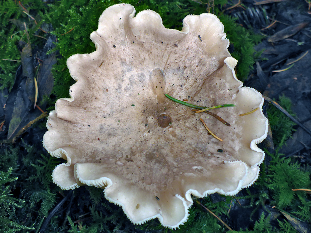 Clouded funnel